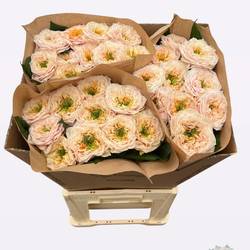 Rose apricot Sira Gardens gefüllt 70cm