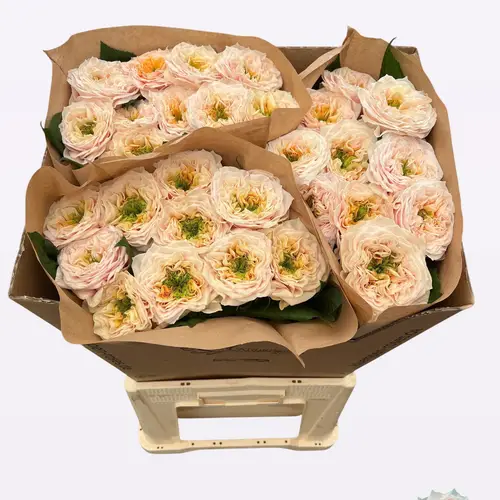 Rose apricot Sira Gardens gefüllt 70cm