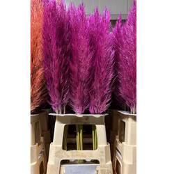 Pampas Frisch lila gefärbt 90cm