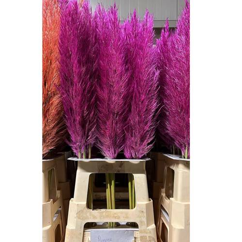 Pampas Frisch lila gefärbt 90cm
