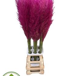 Pampas Frisch lila gefärbt 90cm