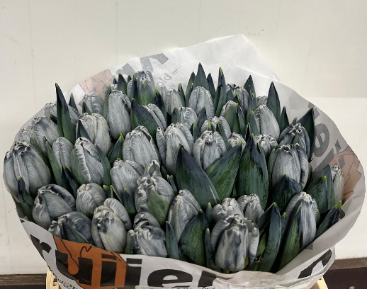 Tulpe grau gefärbt Grey 32 Gramm