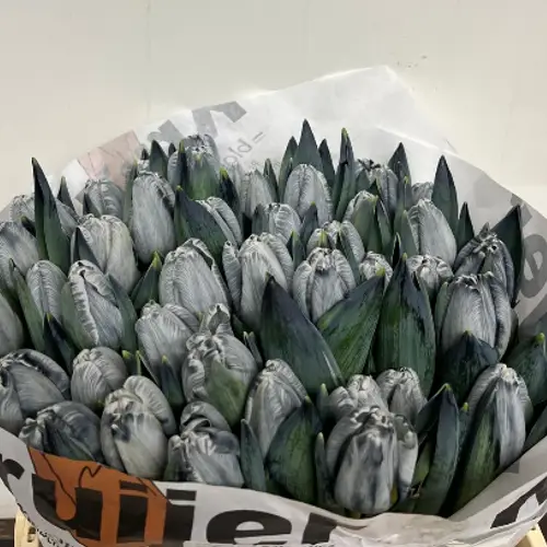 Tulpe grau gefärbt Grey 32 Gramm