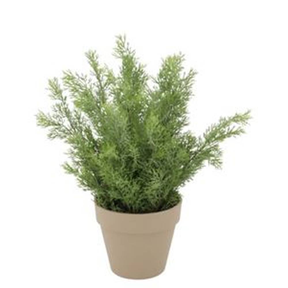 Seiden Zypresse im Übertopf D23cm H31cm