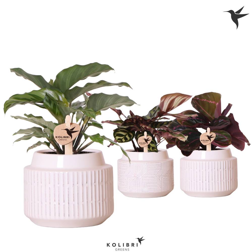 Calathea mix im Maze Übertopf T09 H024