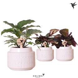 Calathea mix im Maze Übertopf T09 H024