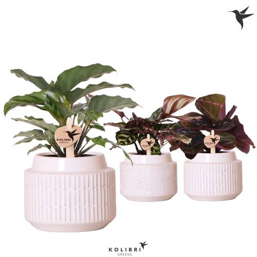 Calathea mix im Maze Übertopf T09 H024