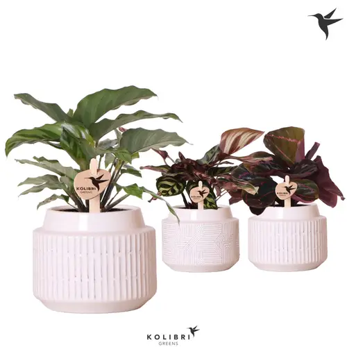 Calathea mix im Maze Übertopf T09 H024
