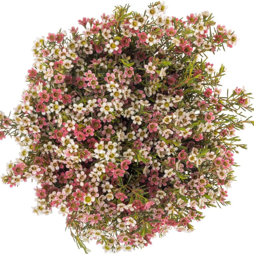 Wachsflower rot/creme Sw Sixteen 40 Gramm 60cm