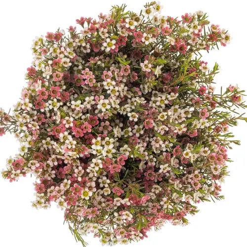 Wachsflower rot/creme Sw Sixteen 40 Gramm 60cm