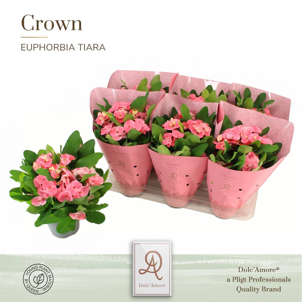 Euphorbia Tiara Charlotte T14 H024