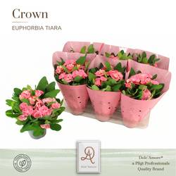 Euphorbia Tiara Charlotte T14 H024