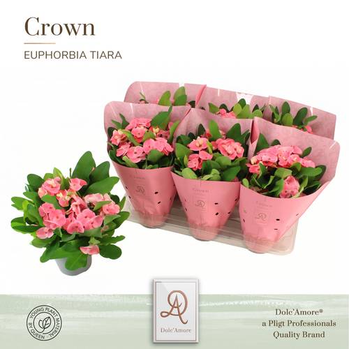 Euphorbia Tiara Charlotte T14 H024
