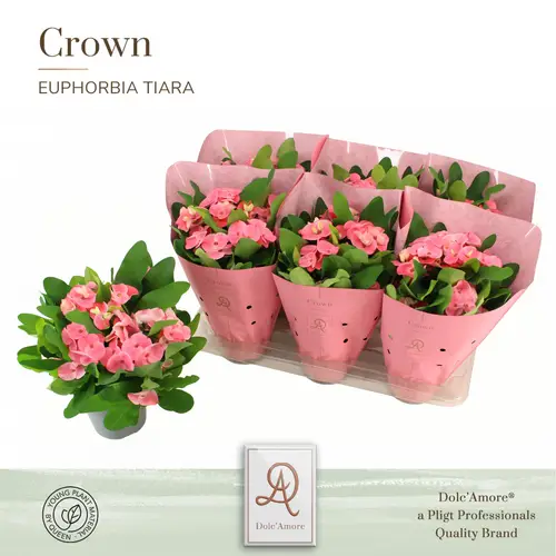 Euphorbia Tiara Charlotte T14 H024
