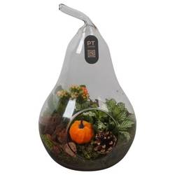 Kal.Arr PTHG3414 Herbst T17 H030