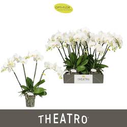 Phal.4-R weiss Theatro Jazz T12 H060