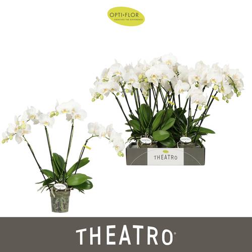 Phal.4-R weiss Theatro Jazz T12 H060