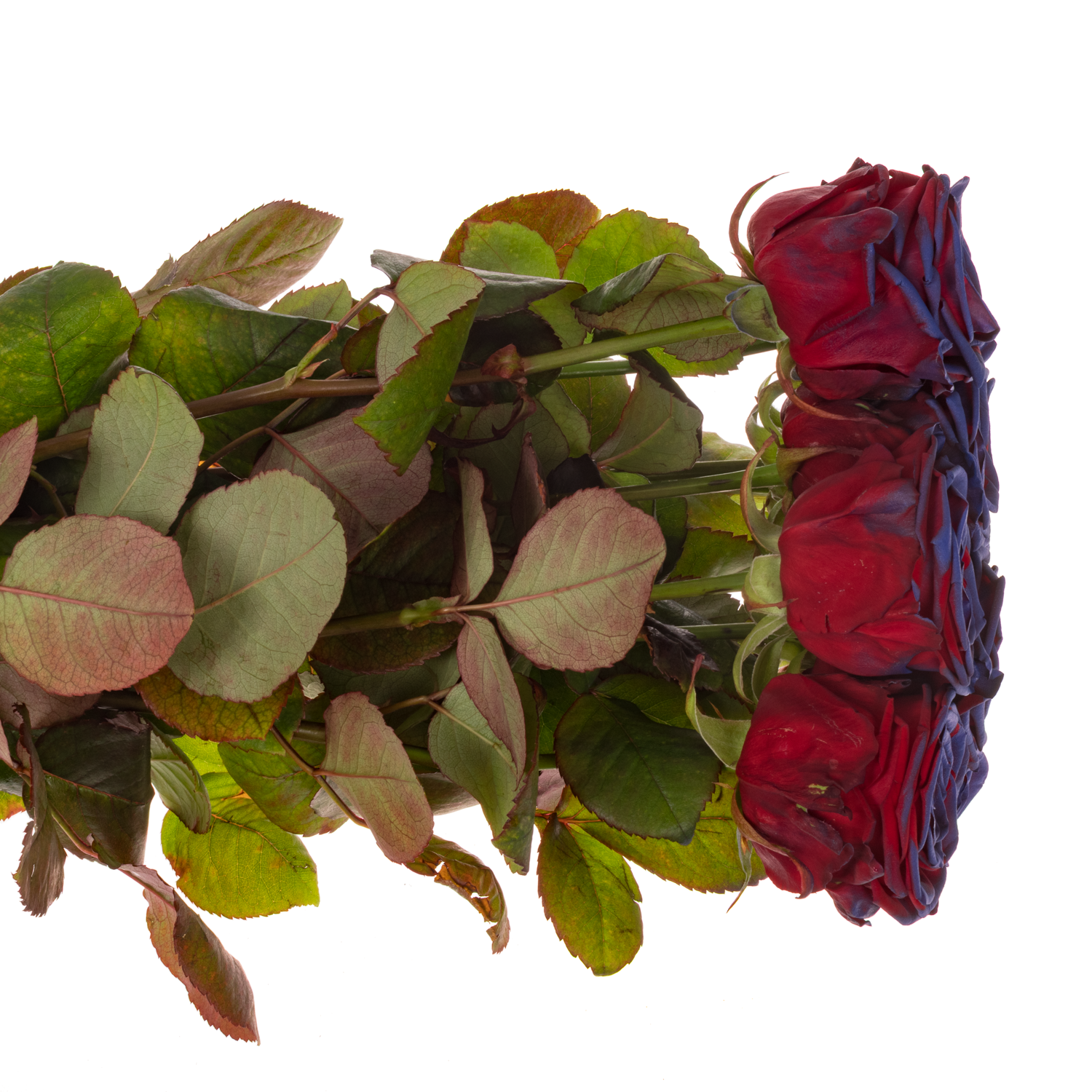 Rose lila/rot gefärbt Red Naomi Barcelona 70cm