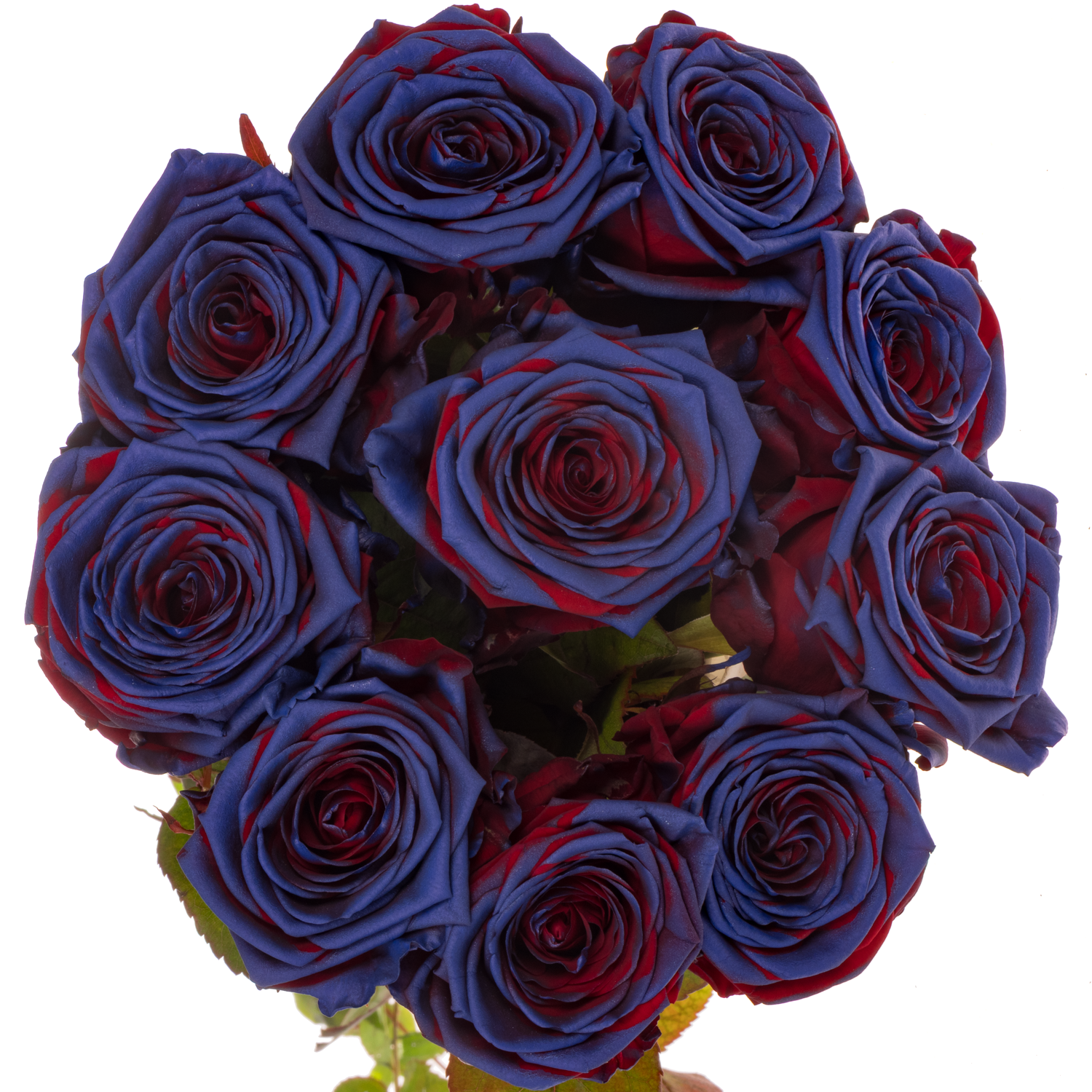 Rose lila/rot gefärbt Red Naomi Barcelona 70cm