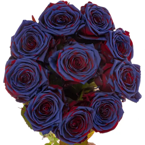 Rose lila/rot gefärbt Red Naomi Barcelona 70cm