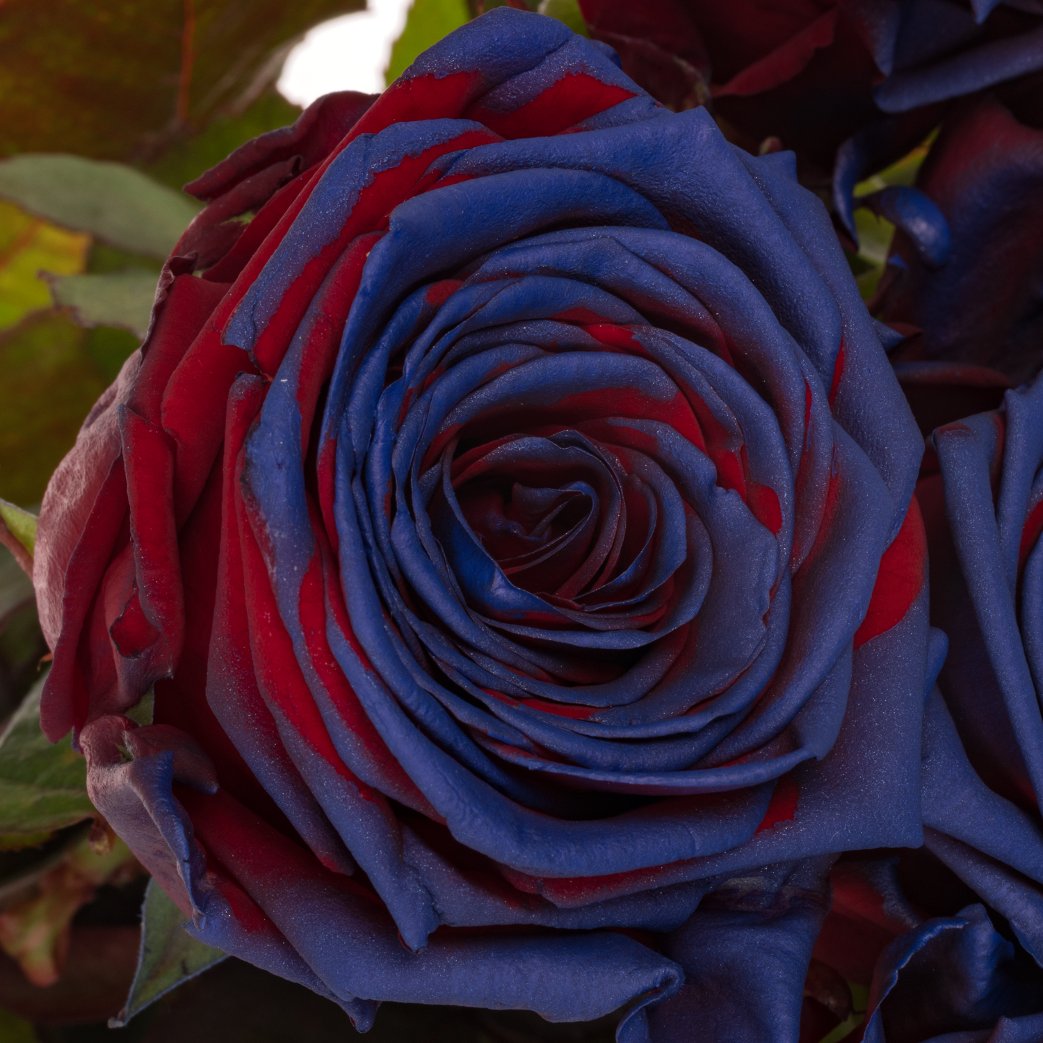 Rose lila/rot gefärbt Red Naomi Barcelona 70cm