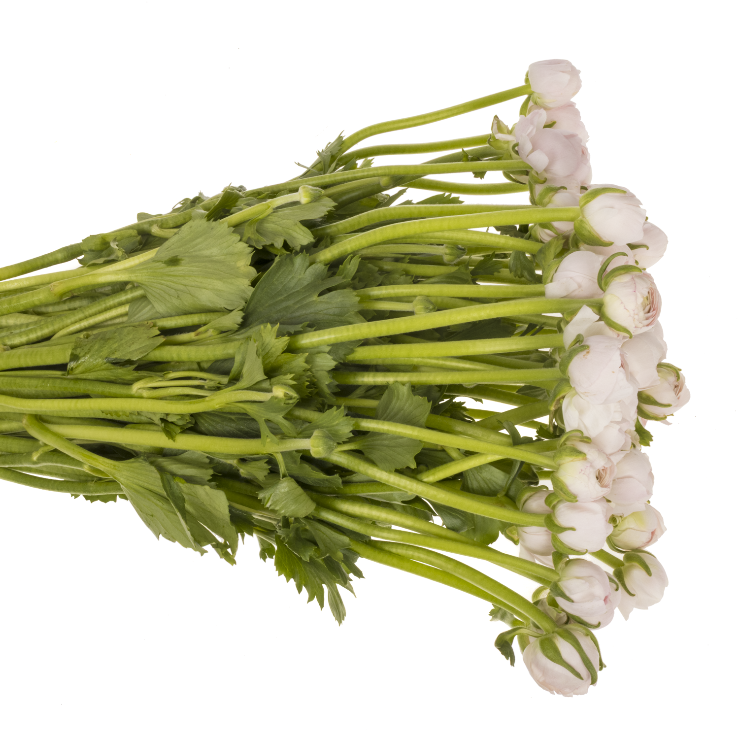 Ranunkel hell rosa Success Lady 45cm x 50