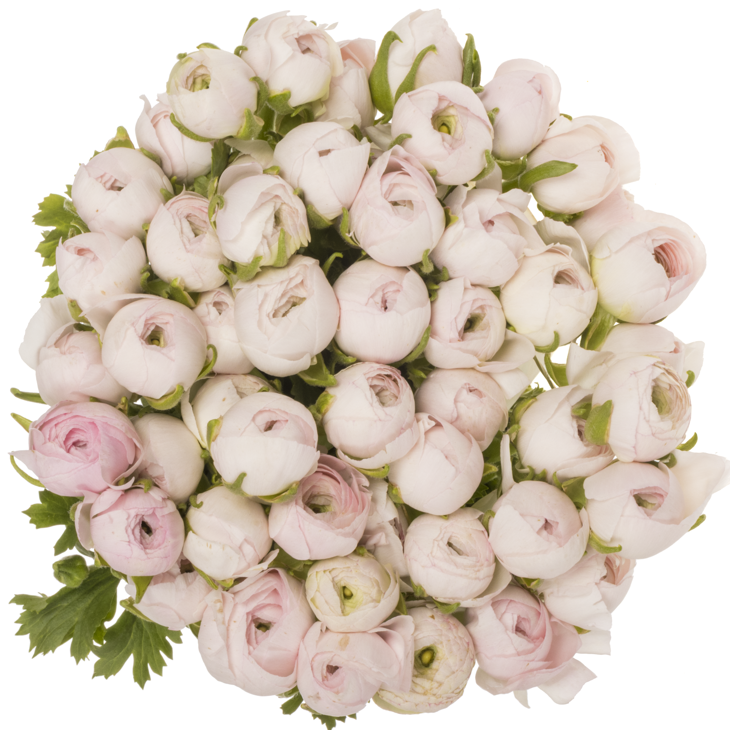 Ranunkel hell rosa Success Lady 45cm x 50