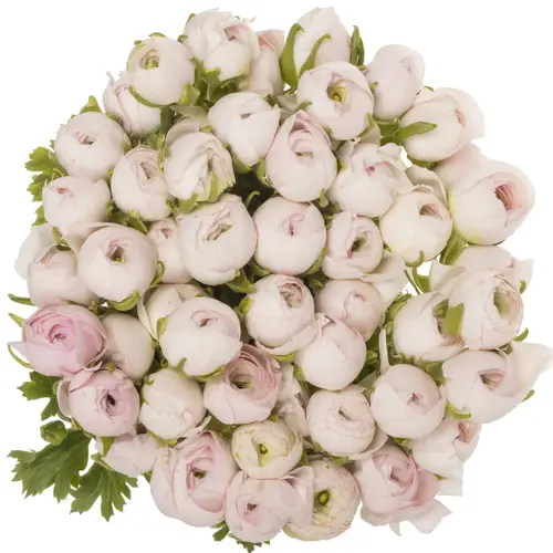 Ranunkel hell rosa Success Lady 45cm x 50