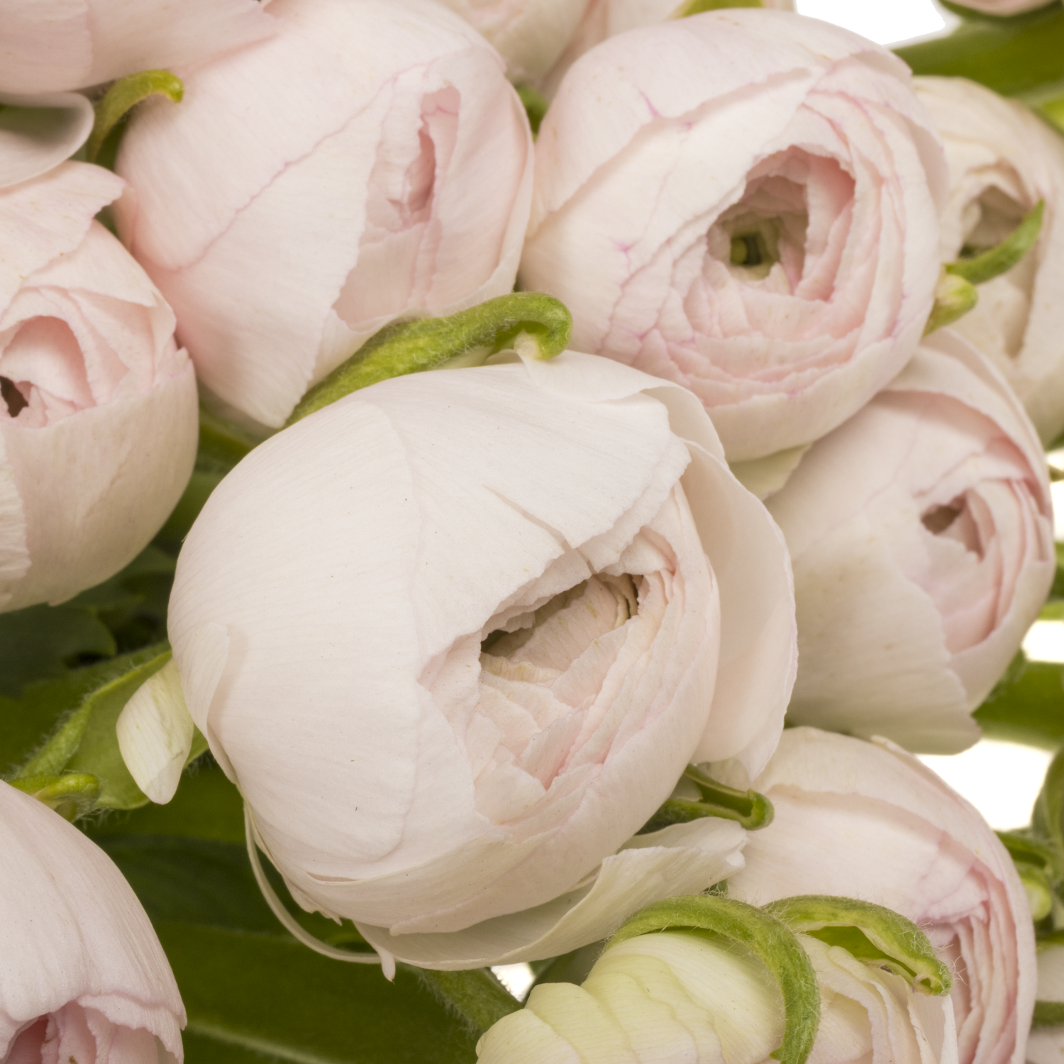 Ranunkel hell rosa Success Lady 45cm x 50