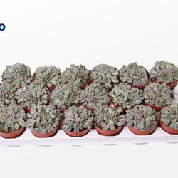 Titanopsis Calcarea T8 H15