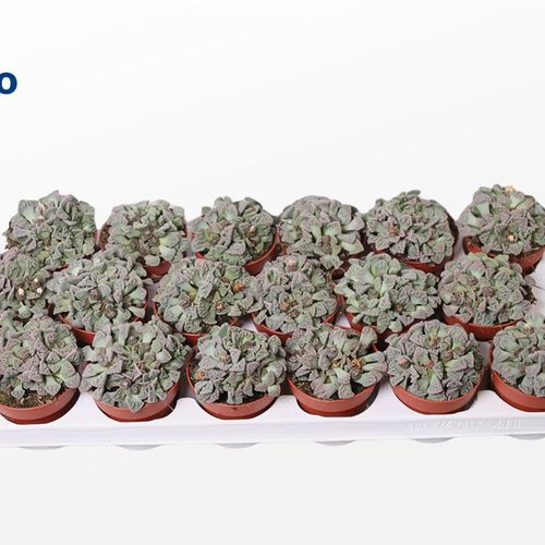 Titanopsis Calcarea T8 H15