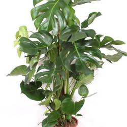 Monstera Deliciosa T27 H130