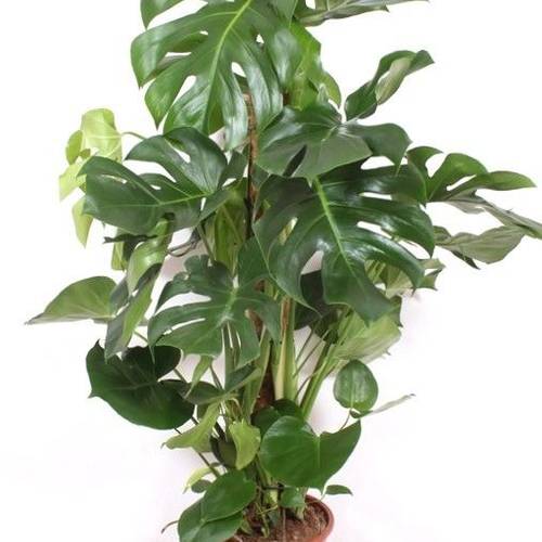 Monstera Deliciosa T27 H130