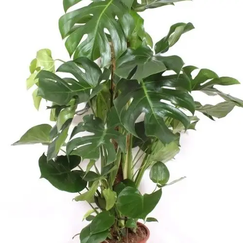 Monstera Deliciosa T27 H130
