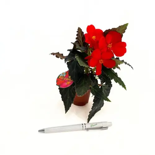 Begonia Boliviensis rot T06 H018