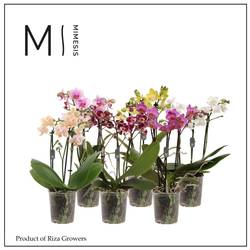 Phal.3-R mix Mimesis 5 Farbe T09 H040