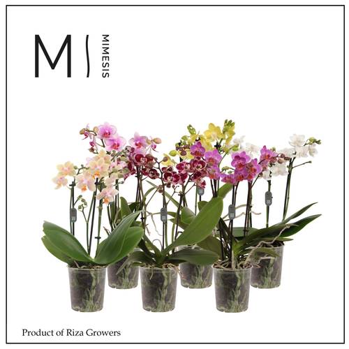 Phal.3-R mix Mimesis 5 Farbe T09 H040