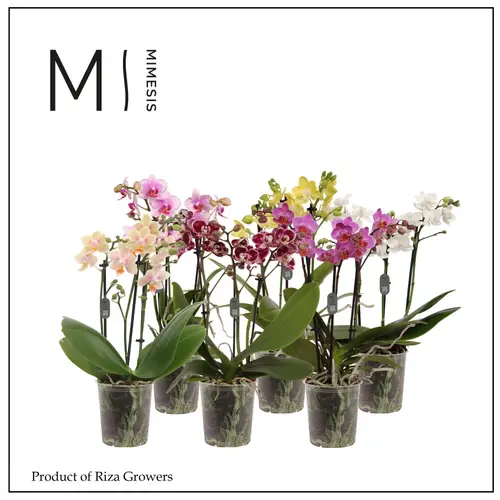Phal.3-R mix Mimesis 5 Farbe T09 H040