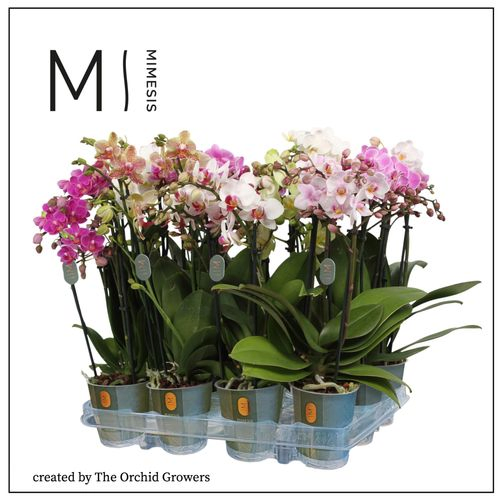 Phal.3-R mix Mimesis 5 Farbe T09 H40