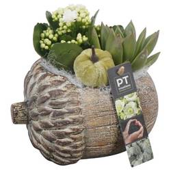 Kal.Arr PTHI5495 Herbst T17 H019
