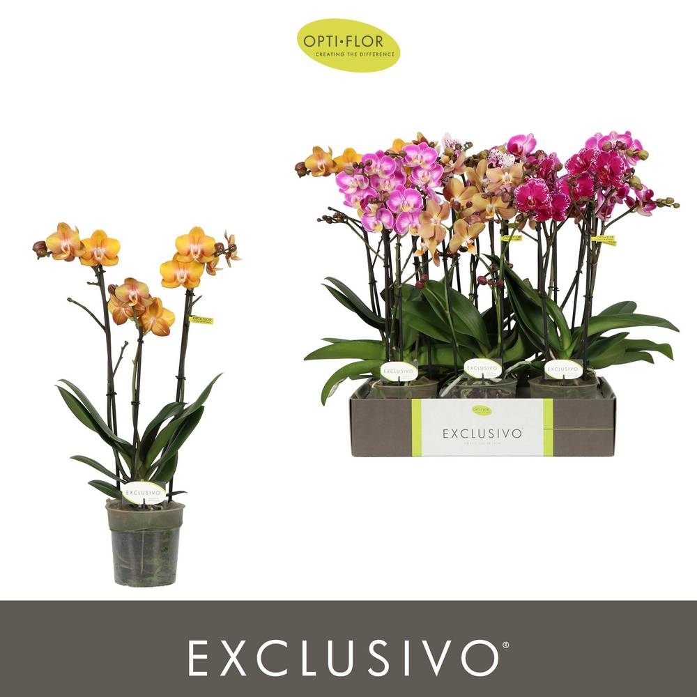 Phal.3-R mix Exclusivo T12 H045
