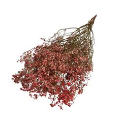 Trocken Gyps rot L70cm 50gr