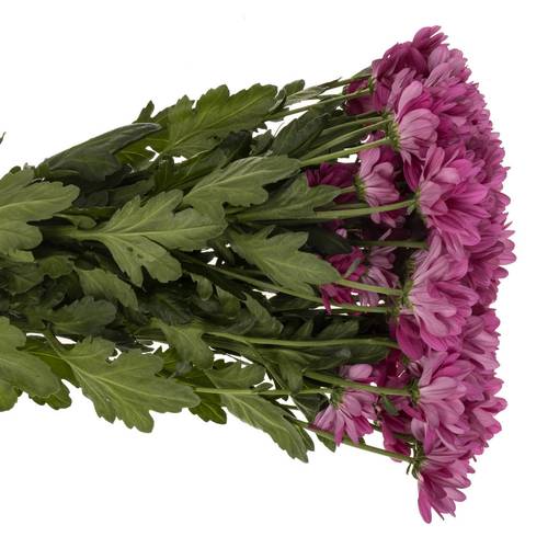 Chrys.Tros lila Randall 80 Gramm 70cm