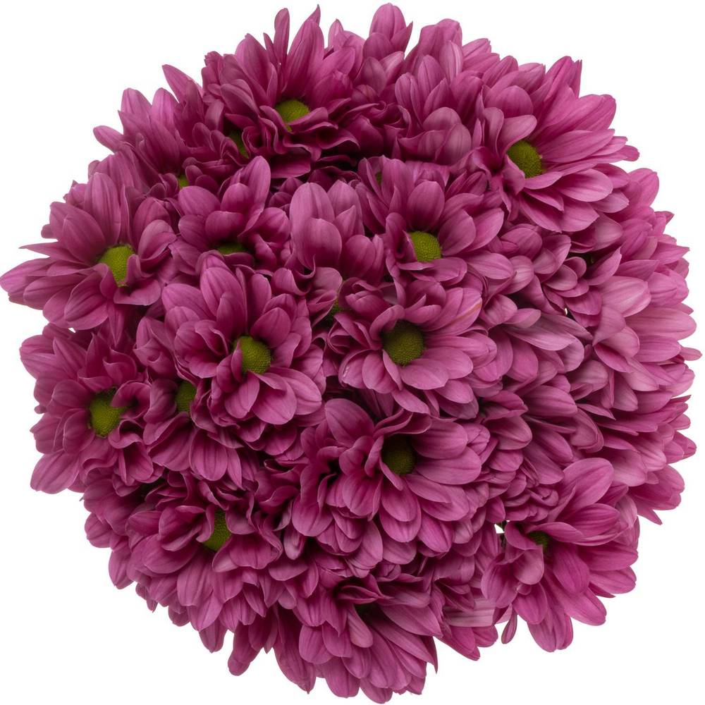 Chrys.Tros lila Randall 80 Gramm 70cm