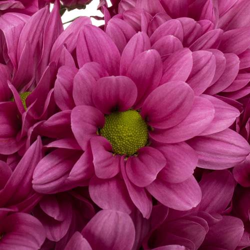 Chrys.Tros lila Randall 80 Gramm 70cm