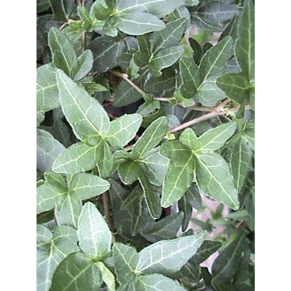 Efeu Shamrock grün T13