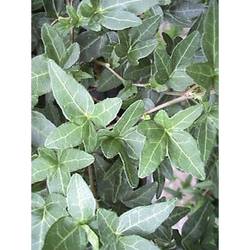 Efeu Shamrock grün T13