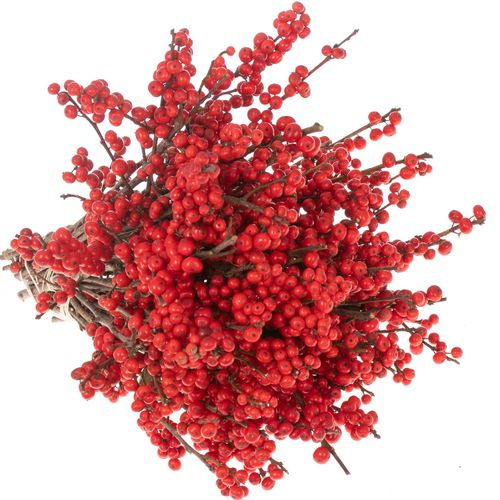 Ilex rot Mag Times 30cm