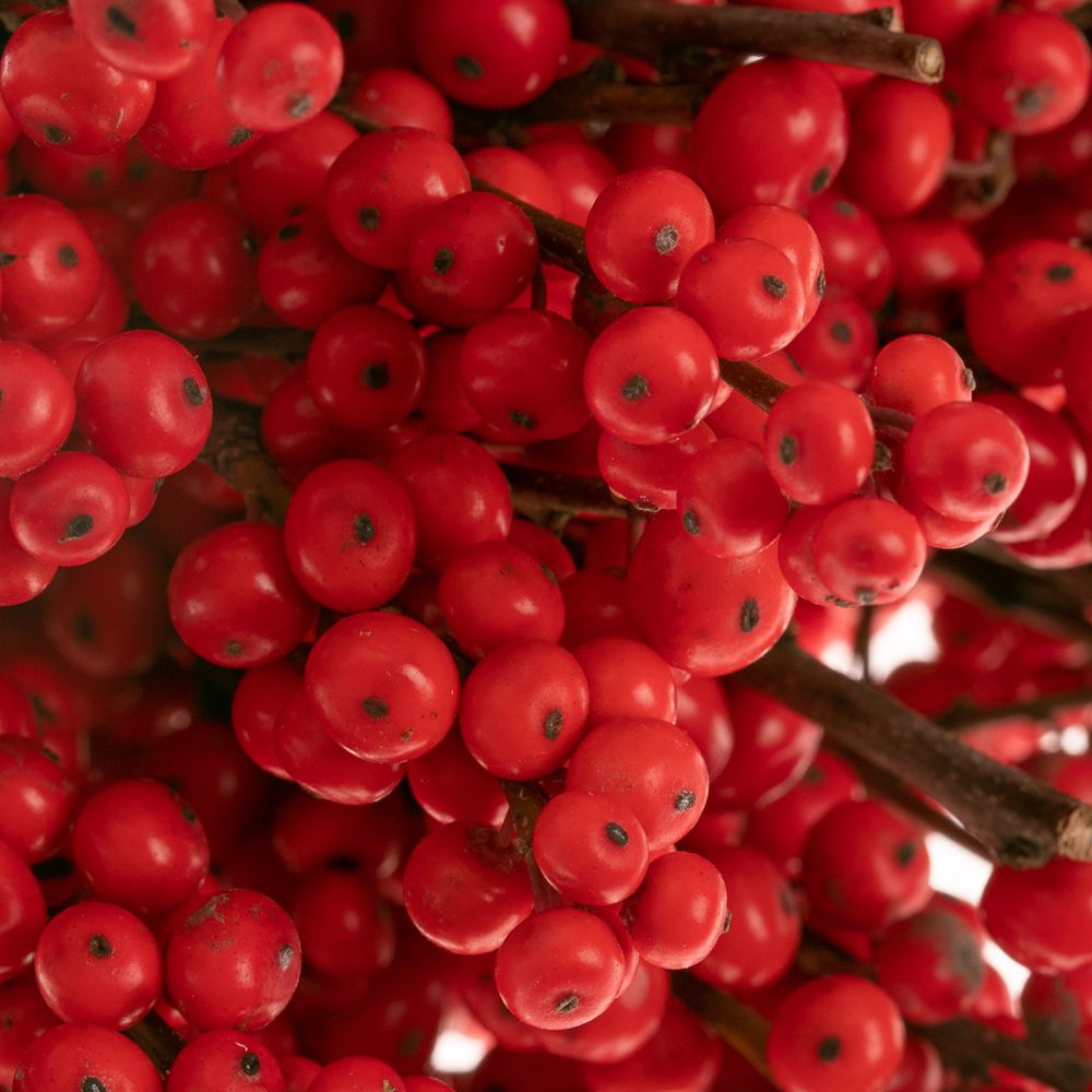 Ilex rot Mag Times 30cm