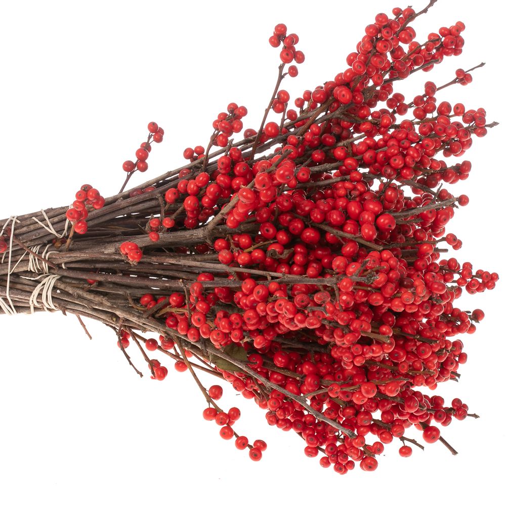 Ilex rot Mag Times 30cm